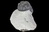 Bargain, Pedinopariops Trilobite - Mrakib, Morocco #137329-1